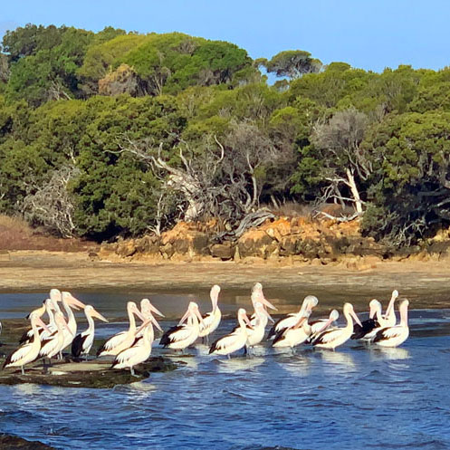 Birds in Denmark WA