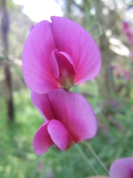 WA Wildflowers