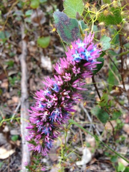 Wildflowers Denmark WA