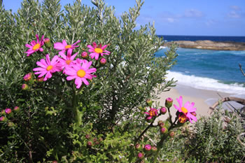 Denmark Western Australia Beaches Guide