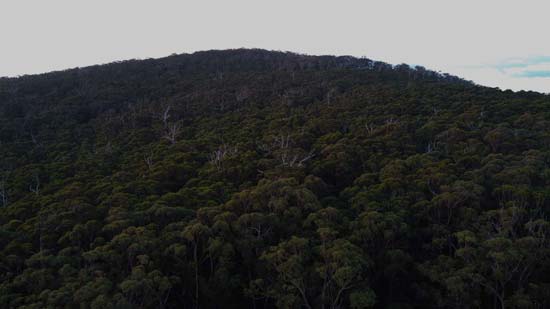 Monkey Rock Trees