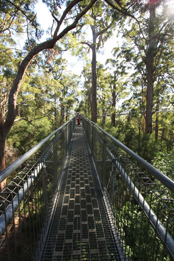 Treetop walk is Child Friendly