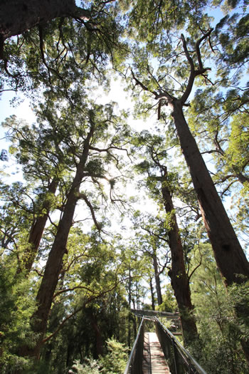 Wilderness Discovery Centre - Valley of the Giants