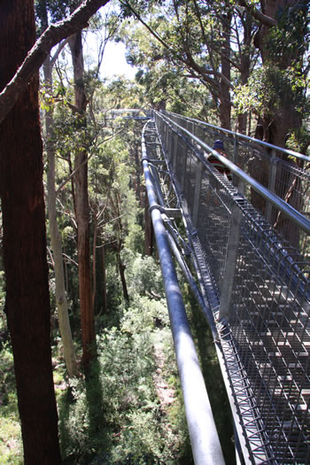 Vally of the Giants, Walpole WA 