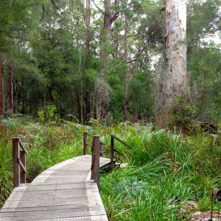 Southern Forests