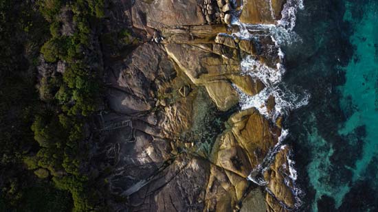 Where the Forest meets the Sea